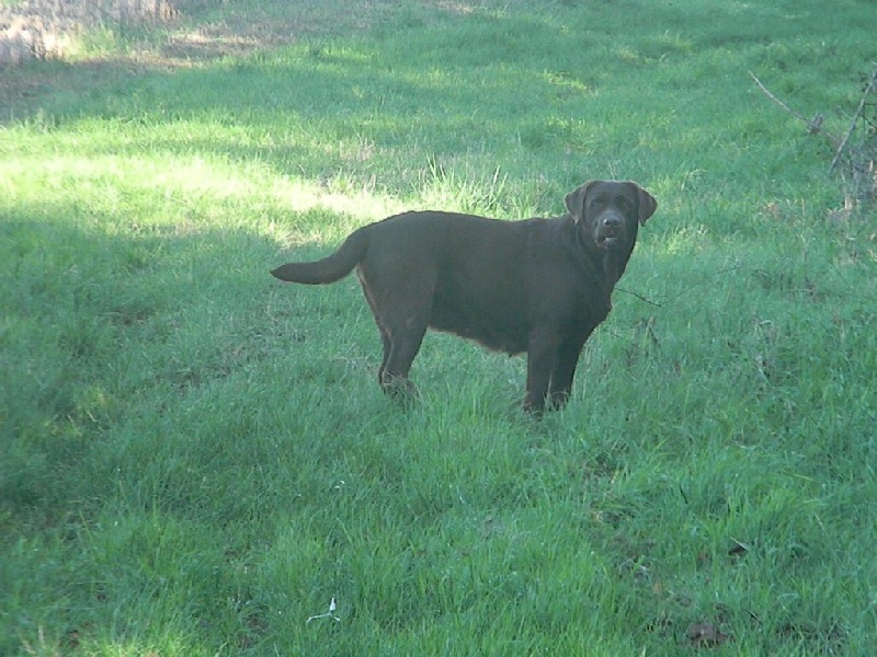 Publication : De L'Amour Des Trois Chocolats