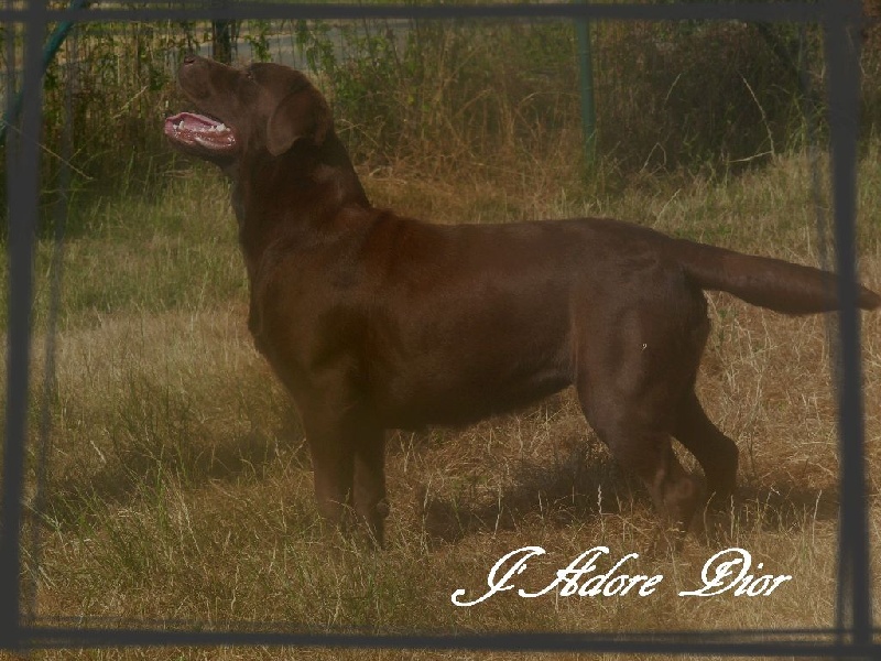 Publication : De L'Amour Des Trois Chocolats Auteur : Mr Murillo