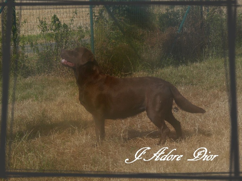 Publication : De L'Amour Des Trois Chocolats Auteur : Mr Murillo