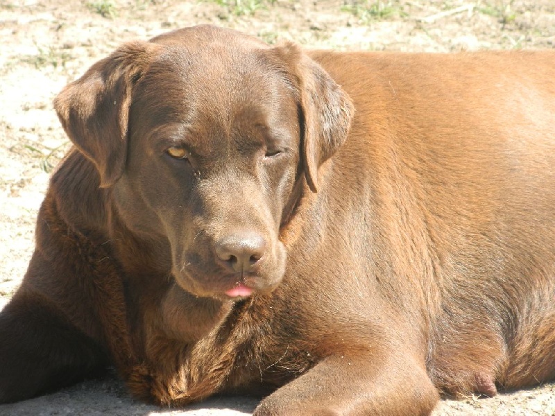 Publication : De L'Amour Des Trois Chocolats