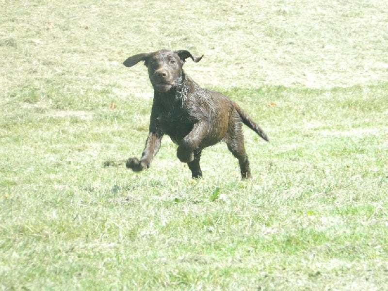 Publication : De L'Amour Des Trois Chocolats Auteur : Mr Murillo