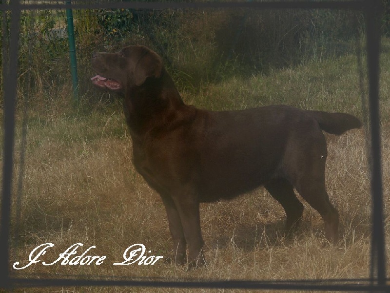 Publication : De L'Amour Des Trois Chocolats Auteur : Mr Murillo