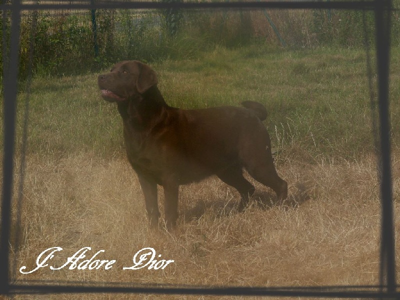 Publication : De L'Amour Des Trois Chocolats Auteur : Mr Murillo