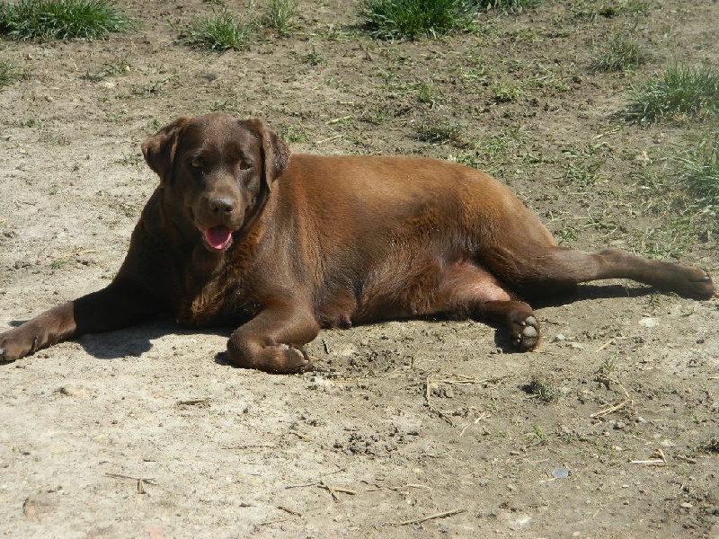 Publication : De L'Amour Des Trois Chocolats