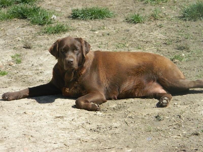 Publication : De L'Amour Des Trois Chocolats