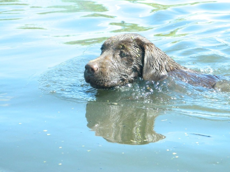 Publication : De L'Amour Des Trois Chocolats Auteur : Mr Murillo