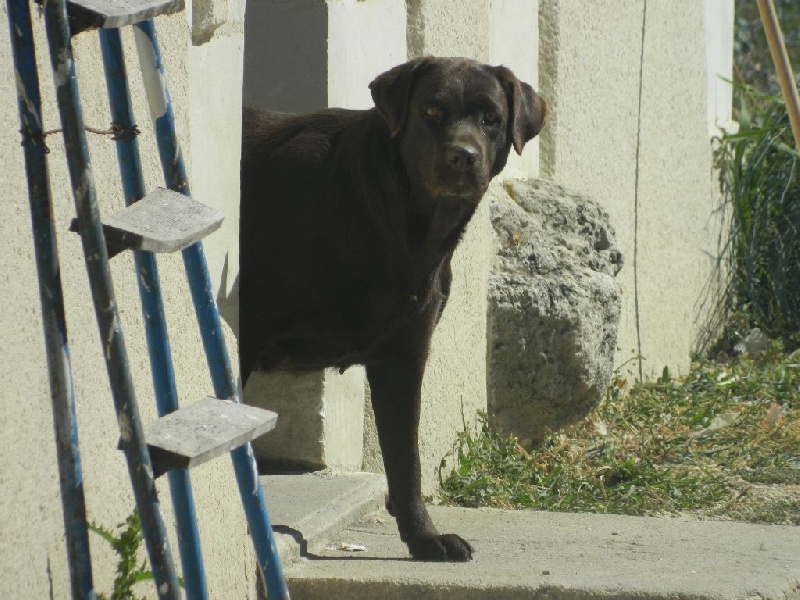 Publication : De L'Amour Des Trois Chocolats