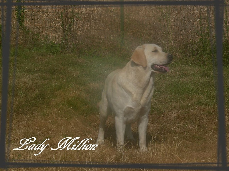 Publication : De L'Amour Des Trois Chocolats Auteur : M.MURILLO