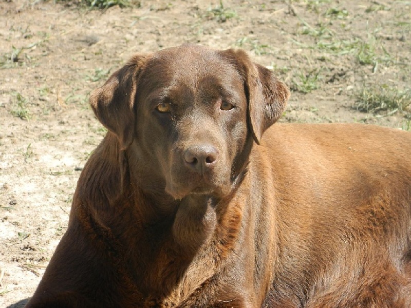 Publication : De L'Amour Des Trois Chocolats