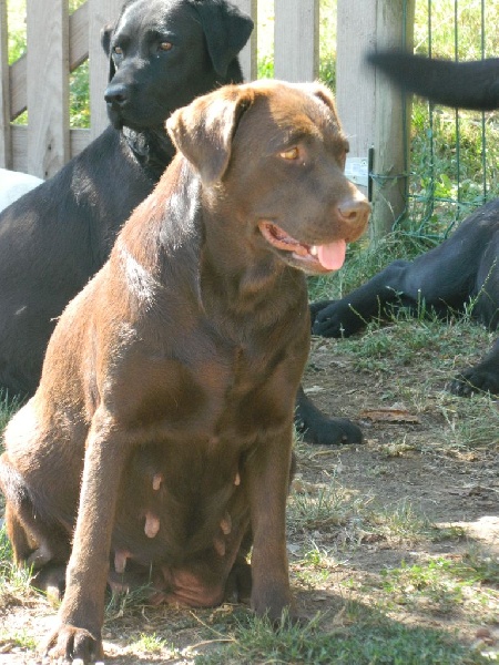 Publication : De L'Amour Des Trois Chocolats