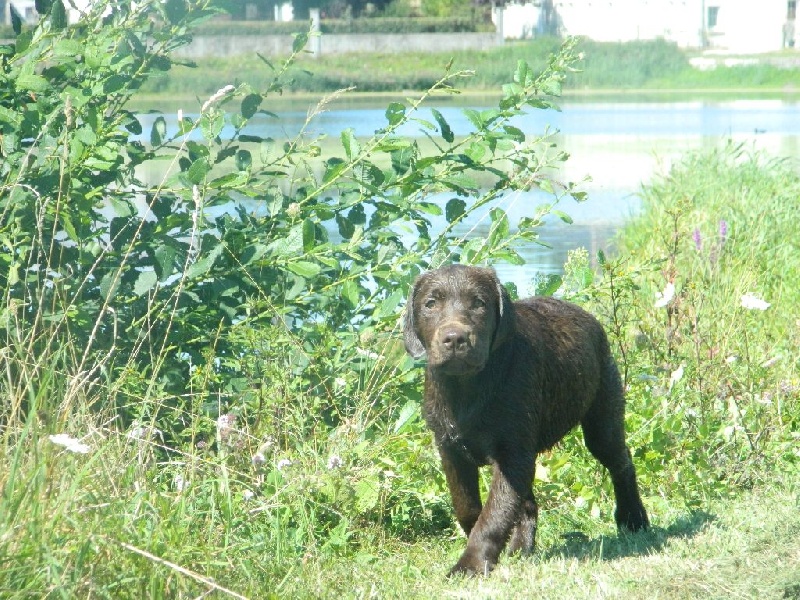 Publication : De L'Amour Des Trois Chocolats Auteur : Mr Murillo