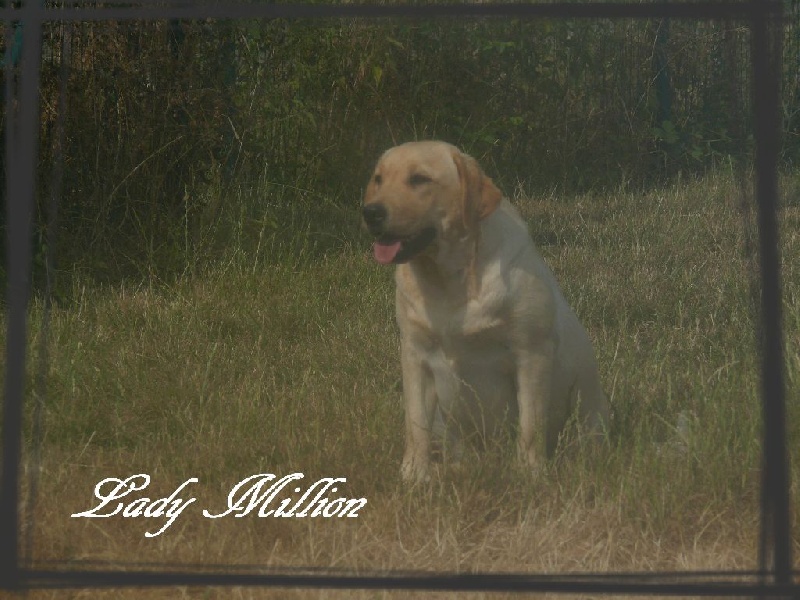 Publication : De L'Amour Des Trois Chocolats Auteur : M.MURILLO