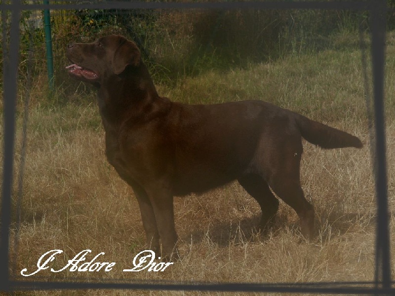 Publication : De L'Amour Des Trois Chocolats Auteur : Mr Murillo