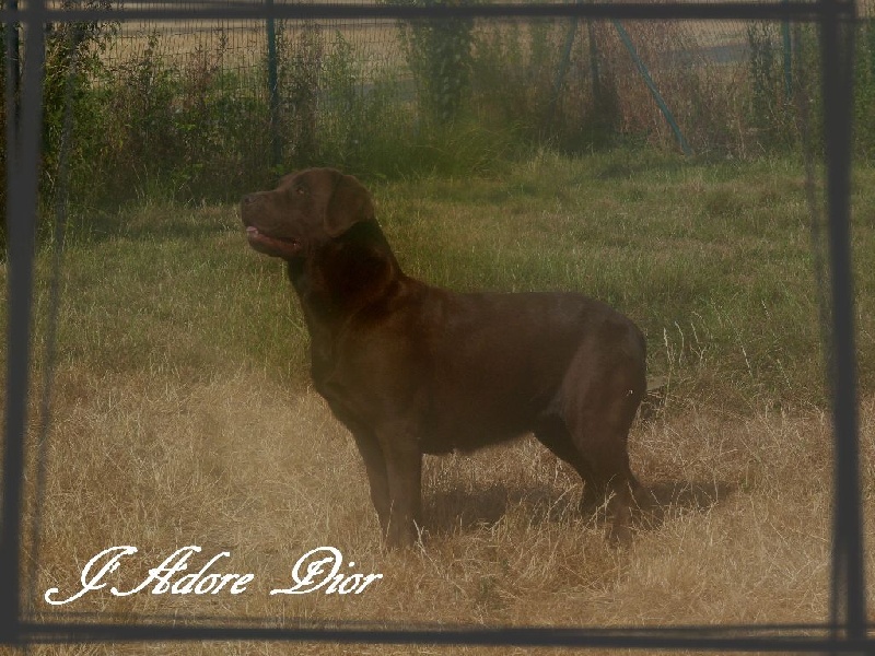 Publication : De L'Amour Des Trois Chocolats Auteur : Mr Murillo