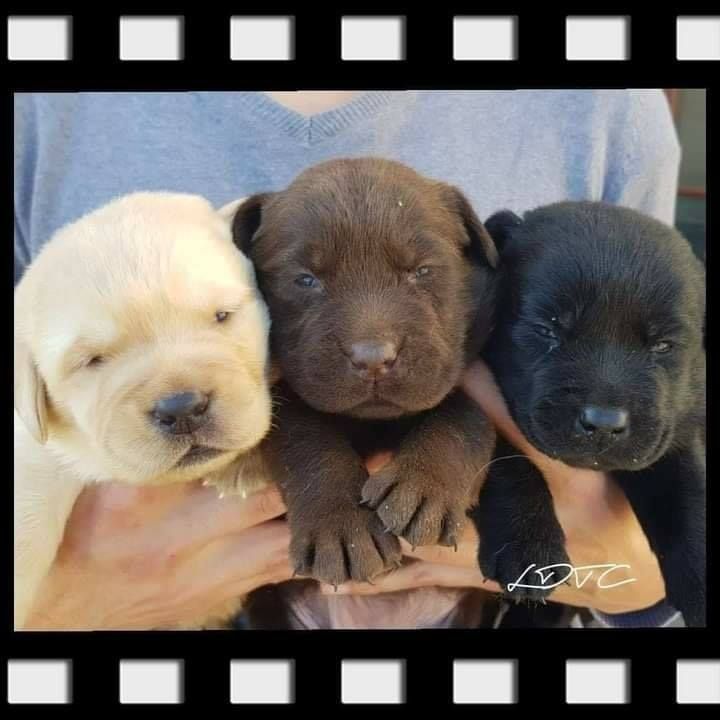 Accueil Elevage De L Amour Des Trois Chocolats Eleveur De Chiens Labrador Retriever