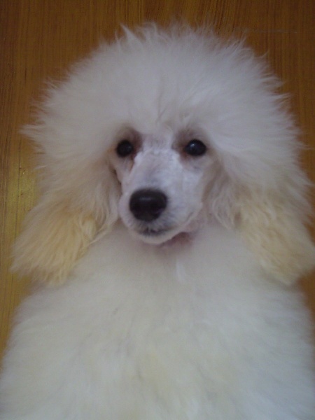 Publication : Du Domaine De La Nardilière