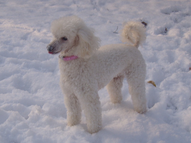 Publication : Du Domaine De La Nardilière