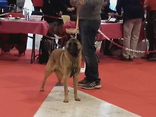 maski du van lappeenranta Jecko - 1er Excellent, Meilleur jeune et Meilleur de race