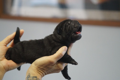 Les chiots de Shar Pei