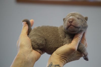 Les chiots de Shar Pei