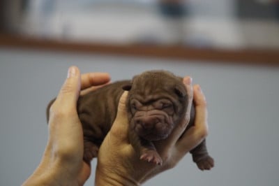 Les chiots de Shar Pei