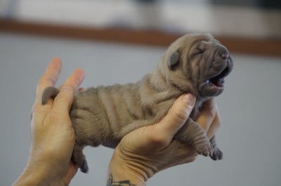 Les chiots de Shar Pei