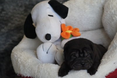 Les chiots de Shar Pei