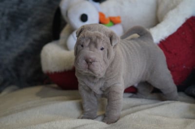 Les chiots de Shar Pei
