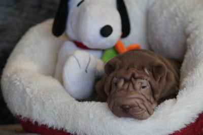Les chiots de Shar Pei