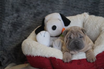 Les chiots de Shar Pei