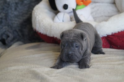 Les chiots de Shar Pei