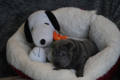Les chiots de Shar Pei