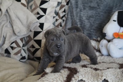 Les chiots de Shar Pei