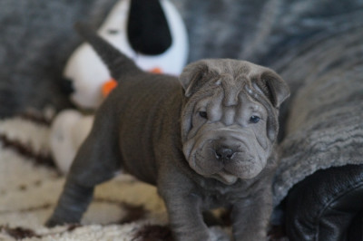 Les chiots de Shar Pei