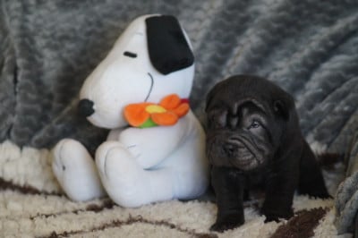 Les chiots de Shar Pei