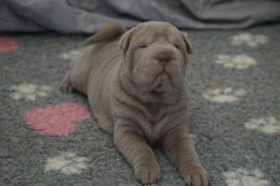 Les chiots de Shar Pei