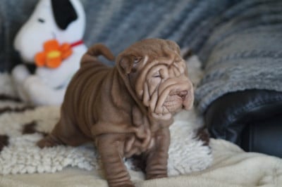 Les chiots de Shar Pei