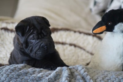 Les chiots de Shar Pei