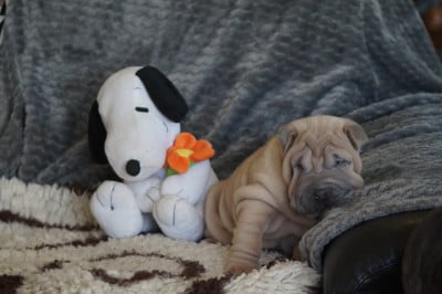 Les chiots de Shar Pei