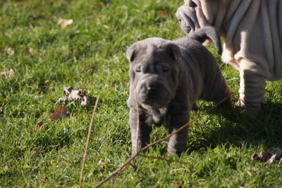 Les chiots de Shar Pei