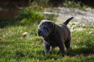 Les chiots de Shar Pei