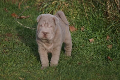 Les chiots de Shar Pei