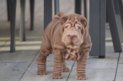 Les chiots de Shar Pei