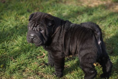 Les chiots de Shar Pei