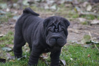 ARROW - Shar Pei