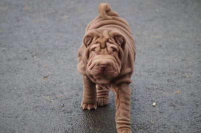 Les chiots de Shar Pei