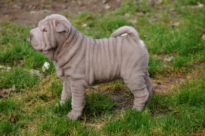 Les chiots de Shar Pei