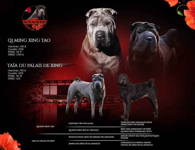 Shar Pei - Du Palais De Xing