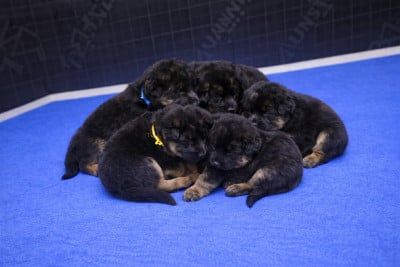 Les chiots de Berger Allemand