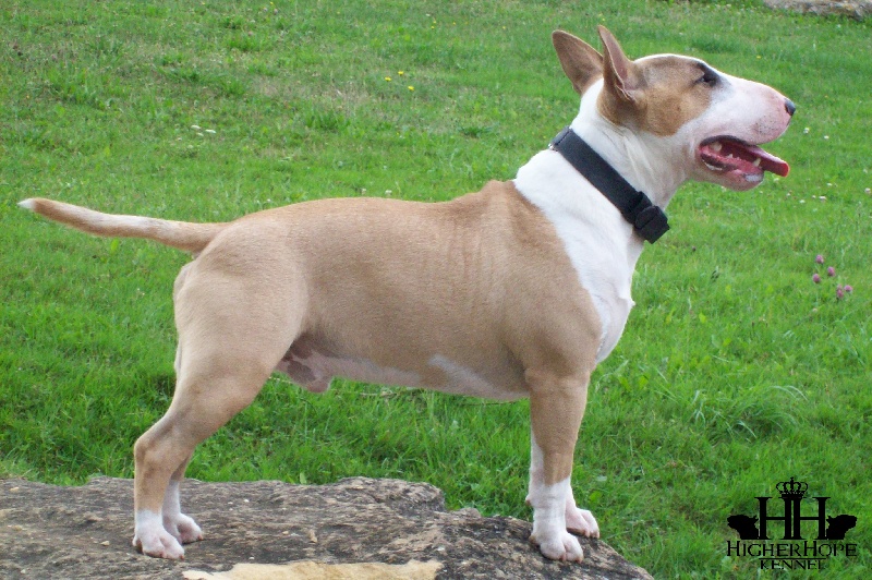 Publication : Higher Hope Auteur : BD